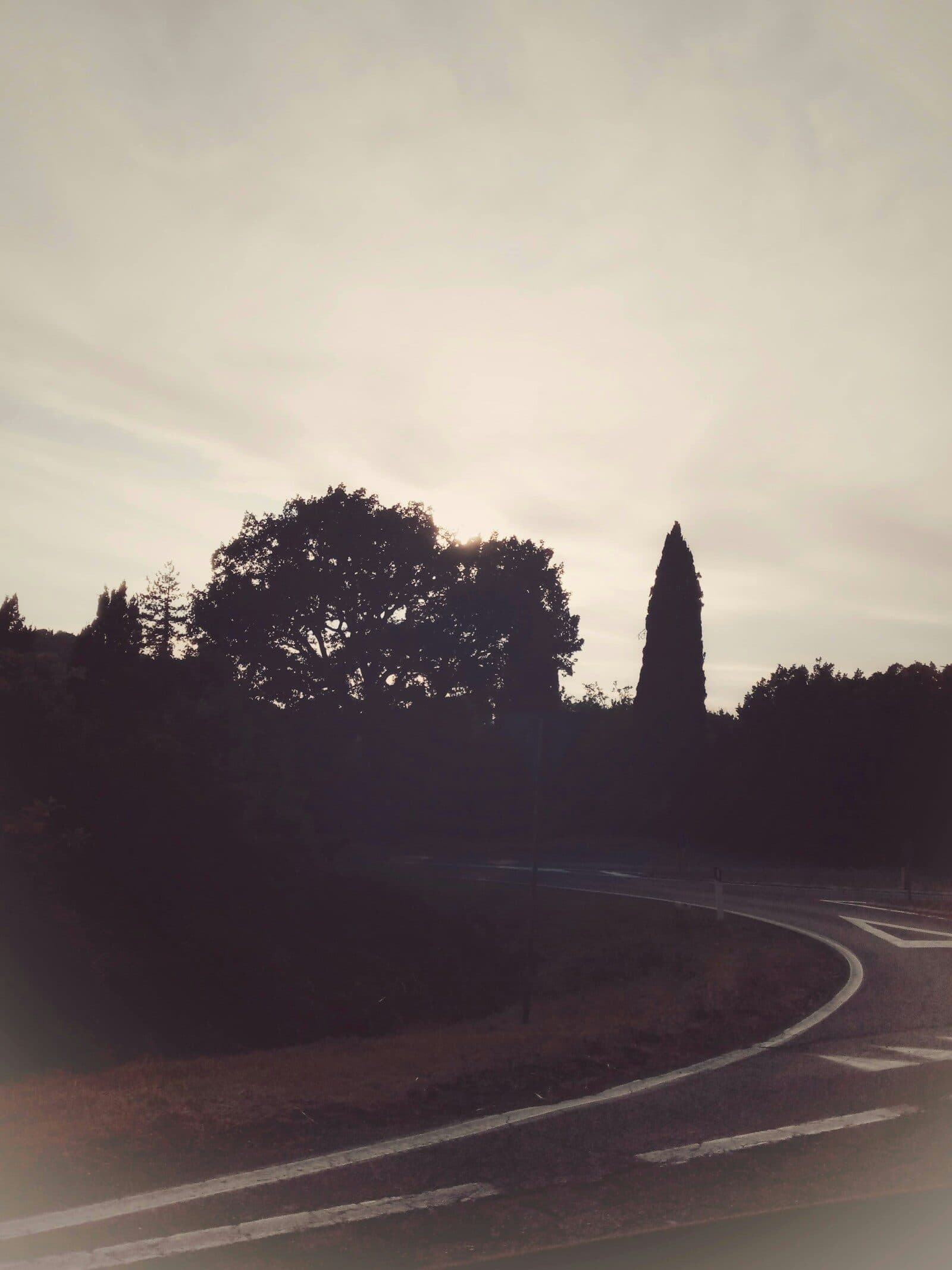 Una strada che curva al tramonto, con un cipresso e gli alberi in controluce.